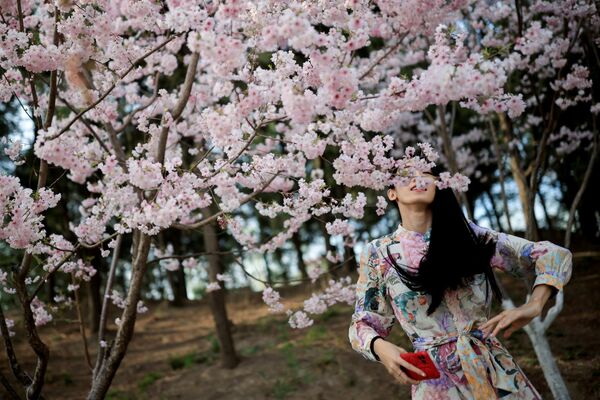 فتاة تلتقط صورا على خلفية تفتح أزهار شجر الكرز الشهيرة في هذا الوقت من العام، بكين، الصين 31 مارس 2021 - سبوتنيك عربي