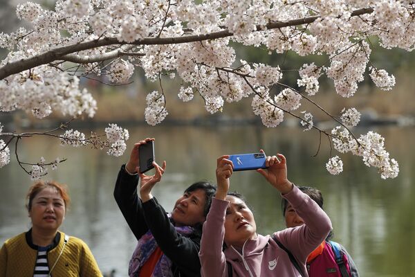 نساء يلتقطن صورا لأزهار شجر الكرز الشهيرة في هذا الوقت من العام، بكين، الصين 31 مارس 2021 - سبوتنيك عربي