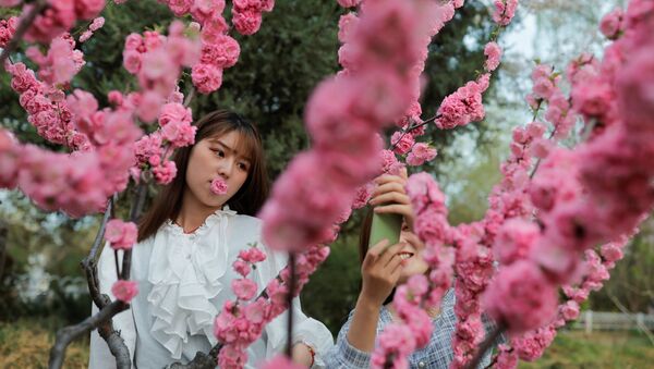 فتيات يلتقطن صورا على خلفية تفتح أزهار شجر الكرز الشهيرة في هذا الوقت من العام، بكين، الصين 31 مارس 2021 - سبوتنيك عربي