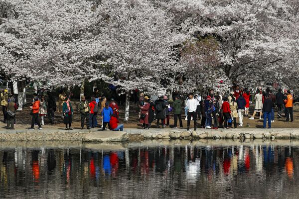 زوار يلتقطون صورا لأزهار شجر الكرز الشهيرة في هذا الوقت من العام، بكين، الصين 31 مارس 2021 - سبوتنيك عربي