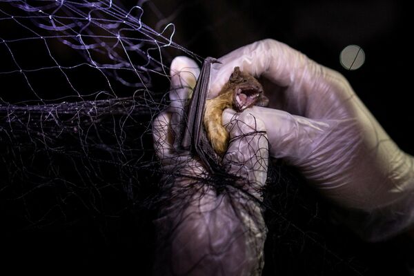 عالم بيئة الخفافيش يفك أسر خفاش عالق بشبكة الصيد، في منطقة جبل ماكيلينغ ​في لوس بانوس، مقاطعة لاغونا، الفلبين، 19 فبراير 2021 - سبوتنيك عربي