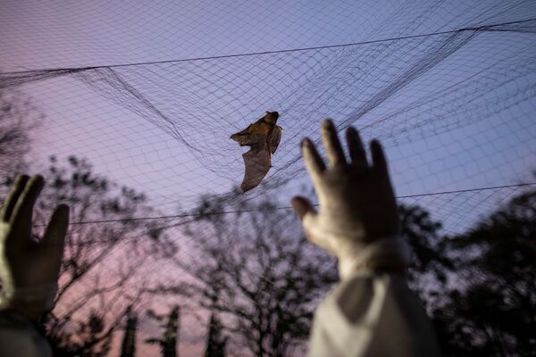 أخصائي علم بيئة الخفافيش، فيليب ألفيولا، يحاول الإمساك بخفاش عالق بشبكة الصيد، في منطقة جبل ماكيلينغ ​في لوس بانوس، مقاطعة لاغونا، الفلبين، 19 فبراير 2021 - سبوتنيك عربي