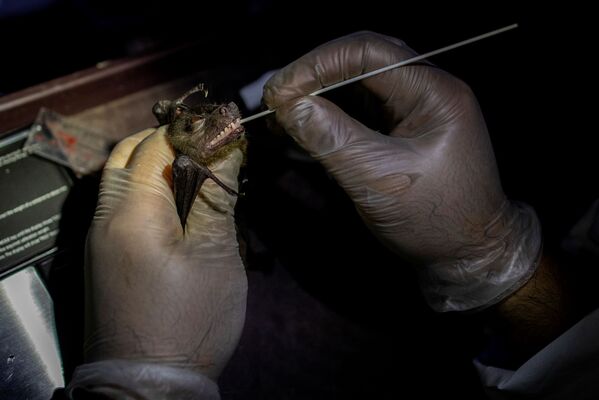 أخصائي بيئة الخفافيش، فيليب ألفيولا، يأخذ مسحة من فم الخفاش في مبنى جامعة لوس بانوس للأحياء، في منطقة جبل ماكيلينغ ​في لوس بانوس، مقاطعة لاغونا، الفلبين، 19 فبراير 2021 - سبوتنيك عربي