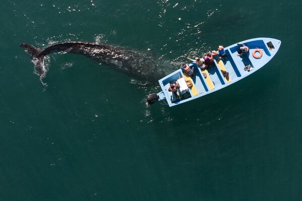 منظر جوي لحوت رمادي يقترب من قارب به سياح يشاهدون الحيتان في منطقة أوجو دي ليبر لاجون في غيريرو نيغرو، ولاية باجا كاليفورنيا سور، المكسيك، 27 مارس 2021. - سبوتنيك عربي