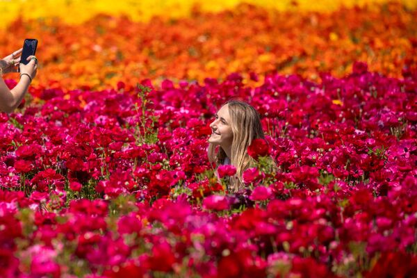الزوار بين أزهار حوذان (Ranunculus) في حديقة ذا فلاور فيلدز في كارلسباد، ولاية كاليفورنيا، الولايات المتحدة 31 مارس 2021 - سبوتنيك عربي