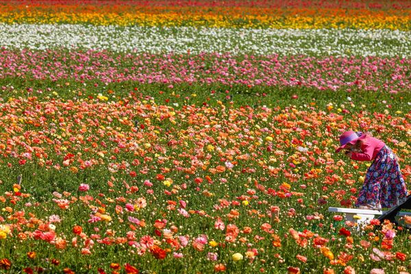 الزوار بين أزهار حوذان (Ranunculus) في حديقة ذا فلاور فيلدز في كارلسباد، ولاية كاليفورنيا، الولايات المتحدة 31 مارس 2021 - سبوتنيك عربي
