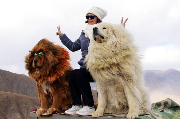 امرأة تلتقط صورة لها مع كلاب من فصيلة الماستيف التيبتي الضخمة في جبال التبت. خلال الوباء بأكمله في التبت، حيث تم اكتشاف حالة واحدة فقط أصيبت بـ كوفيد-19 في بداية عام 2020 - سبوتنيك عربي