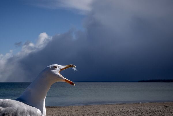 طيور النورس على شاطئ بحر البلطيق في تيميندورفير ستراند، مع اقتراب عاصفة ثلجية في الخلفية، ألمانيا 6 أبريل 2021 - سبوتنيك عربي