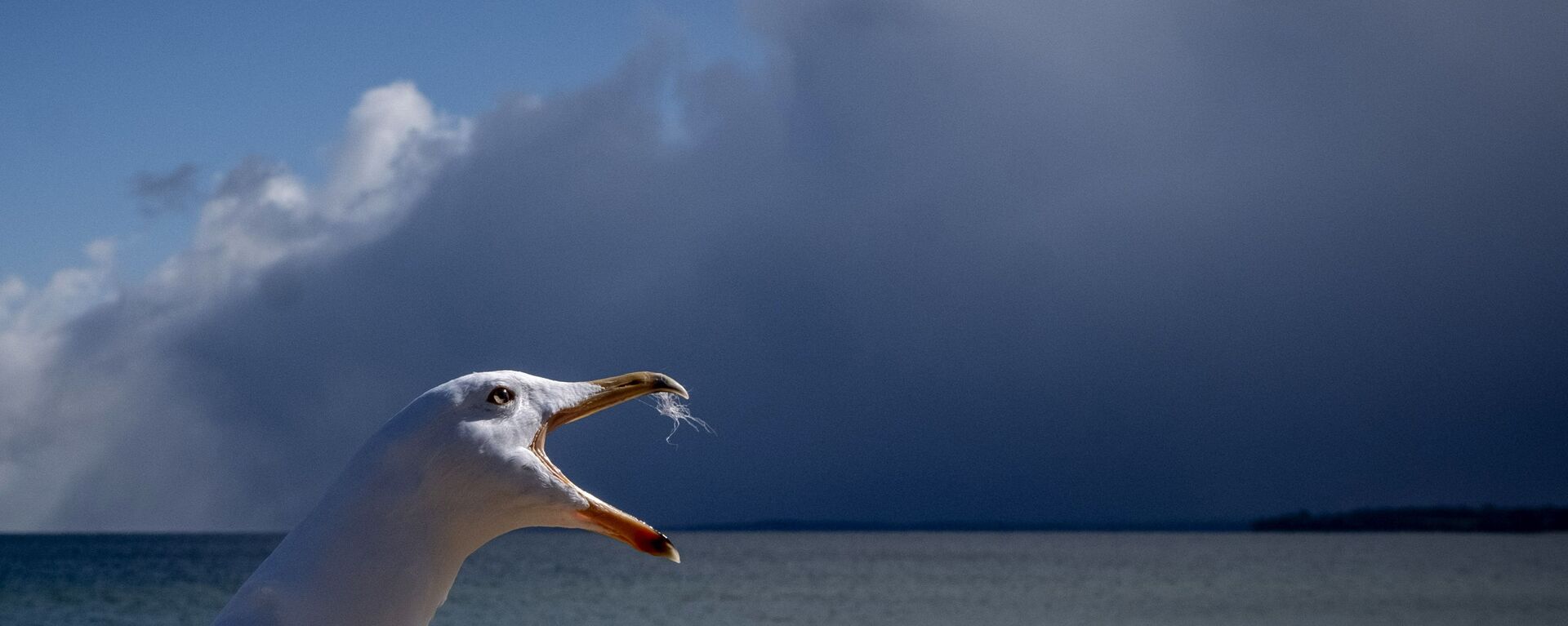 طيور النورس على شاطئ بحر البلطيق في تيميندورفير ستراند، مع اقتراب عاصفة ثلجية في الخلفية، ألمانيا 6 أبريل 2021 - سبوتنيك عربي, 1920, 30.01.2022