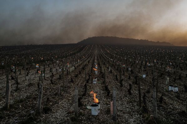 لا تزال الشموع المضادة للصقيع تحترق عند شروق الشمس في مزرعة للعنب المخصص لصناعة النبيذ، بالقرب من  تشبليس، حيث تنخفض درجات الحرارة إلى ما دون الصفر درجة مئوية خلال الليل في 7 أبريل 2021 - سبوتنيك عربي