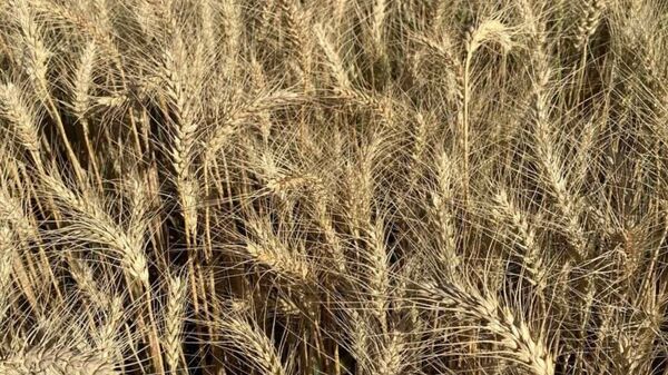 انطلاق موسم حصاد القمح في مصر - سبوتنيك عربي