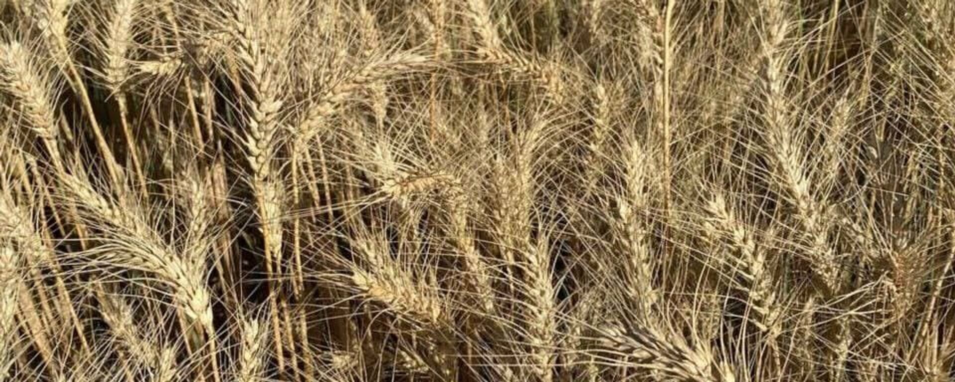 انطلاق موسم حصاد القمح في مصر - سبوتنيك عربي, 1920, 18.05.2022