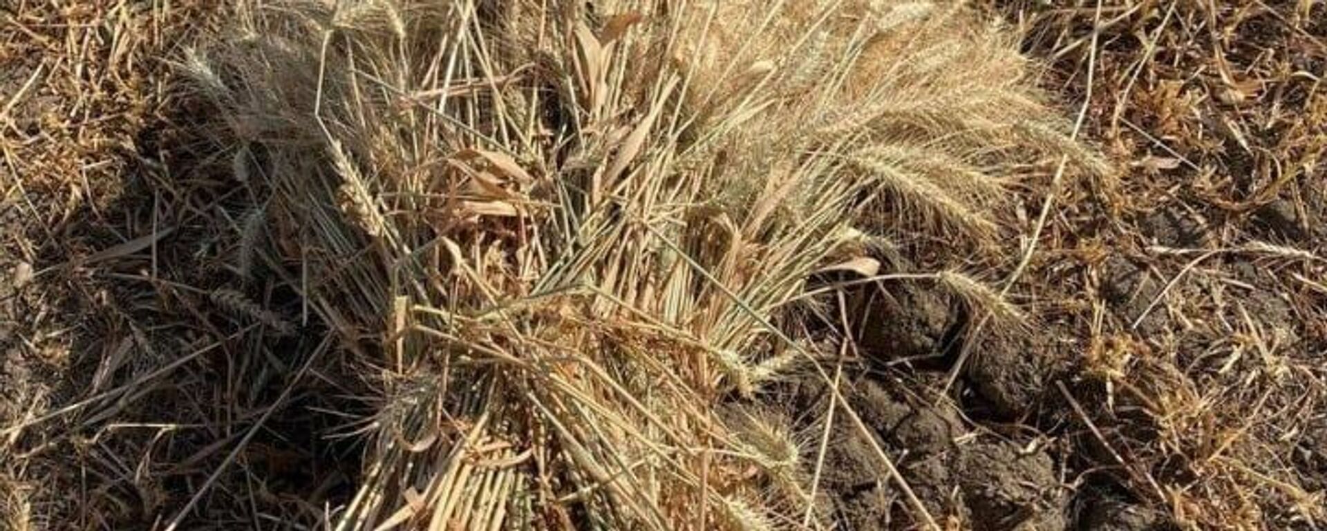 انطلاق موسم حصاد القمح في مصر - سبوتنيك عربي, 1920, 26.06.2022