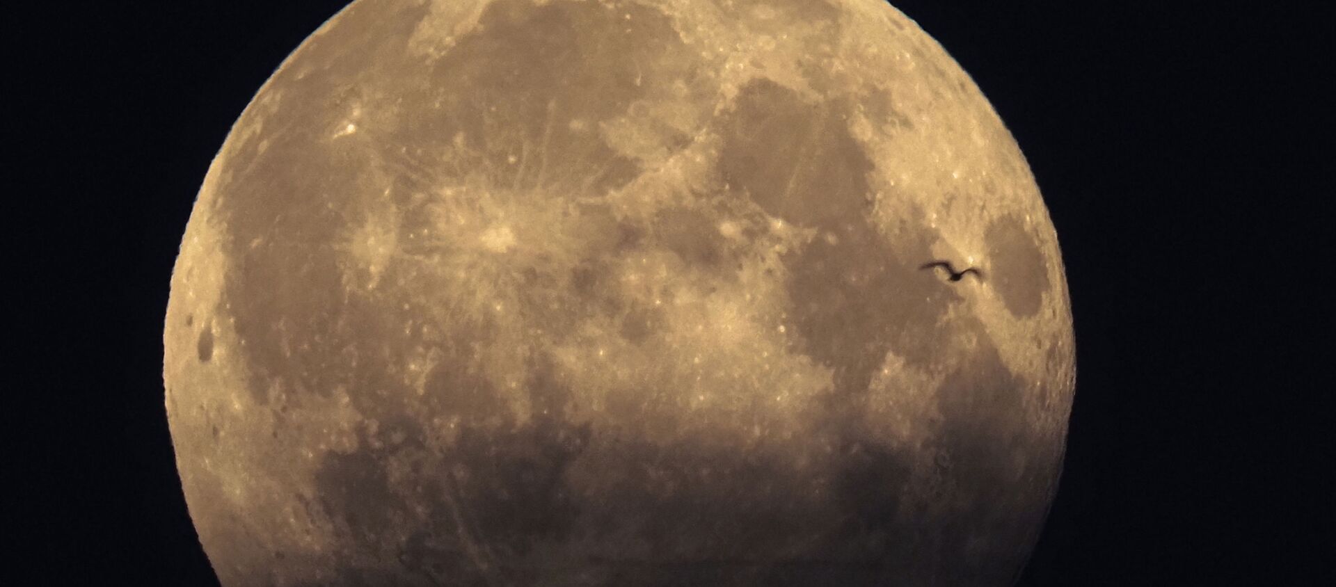 ظهور طائر أمام القمر  - سبوتنيك عربي, 1920, 24.07.2021