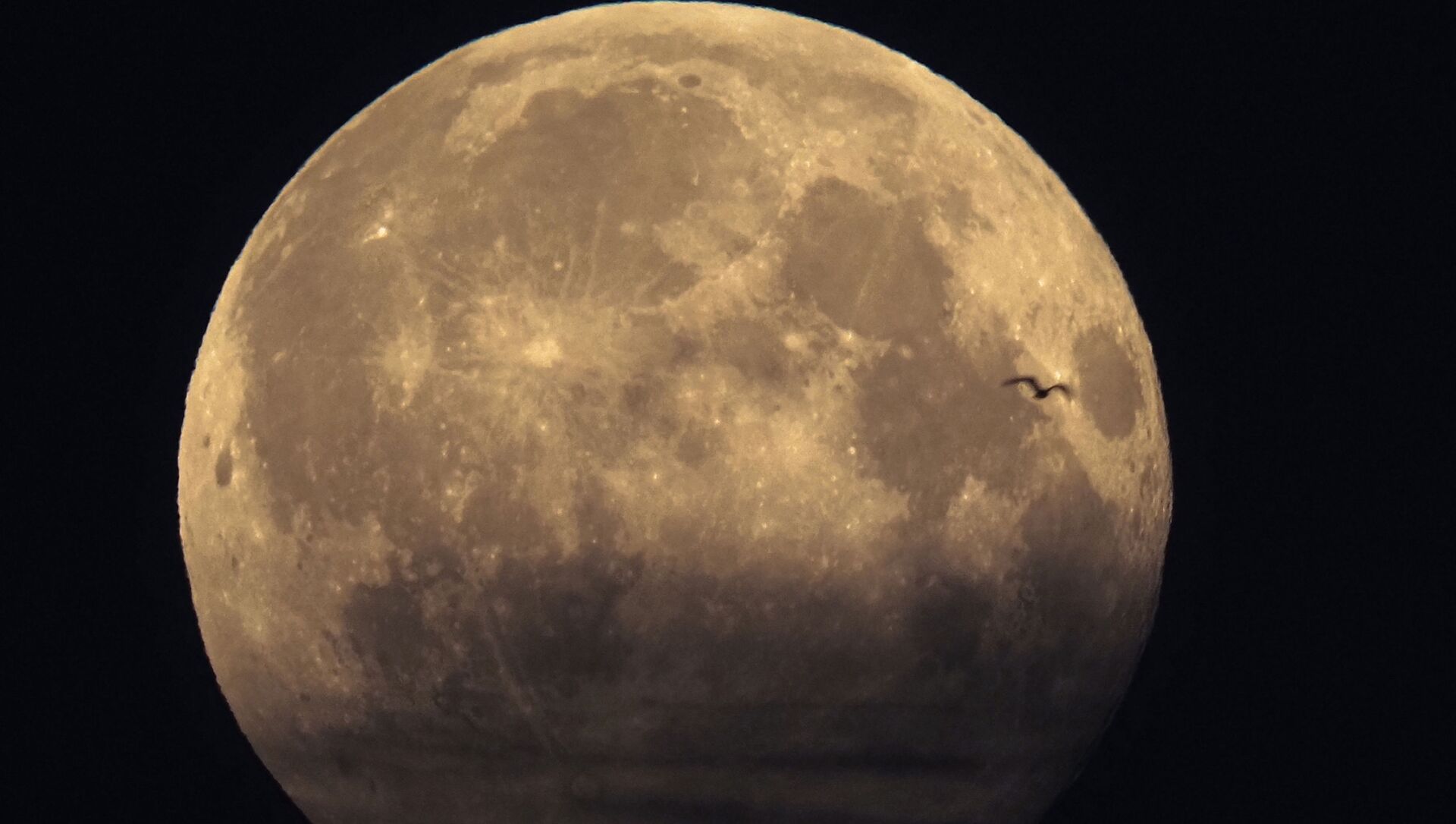 ظهور طائر أمام القمر  - سبوتنيك عربي, 1920, 24.07.2021