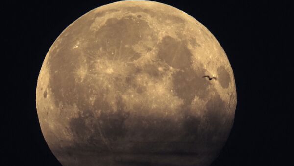 ظهور طائر أمام القمر  - سبوتنيك عربي