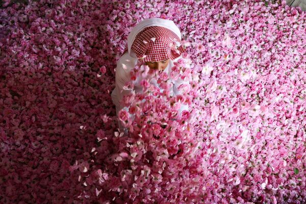عامل في مزرعة بن سلمان يجلس وسط ورود دمشقية منتقاة حديثًا، تستخدم في إنتاج ماء الورد والزيت، في مدينة الطائف غرب السعودية، 11 أبريل 2021 - سبوتنيك عربي