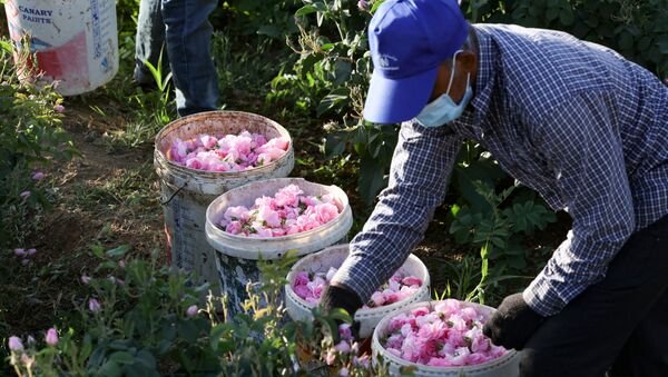 عامل يقطف الورود الدمشقية لإنتاج ماء الورد والزيت، في مزرعة بن سلمان في مدينة الطائف غرب السعودية 11 أبريل 2021 - سبوتنيك عربي