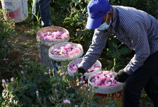 عامل يقطف الورود الدمشقية لإنتاج ماء الورد والزيت، في مزرعة بن سلمان في مدينة الطائف غرب السعودية 11 أبريل 2021 - سبوتنيك عربي