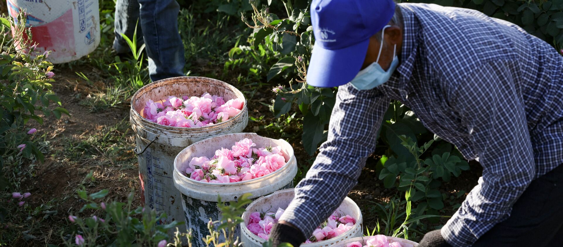 عامل يقطف الورود الدمشقية لإنتاج ماء الورد والزيت، في مزرعة بن سلمان في مدينة الطائف غرب السعودية 11 أبريل 2021 - سبوتنيك عربي, 1920, 05.05.2021