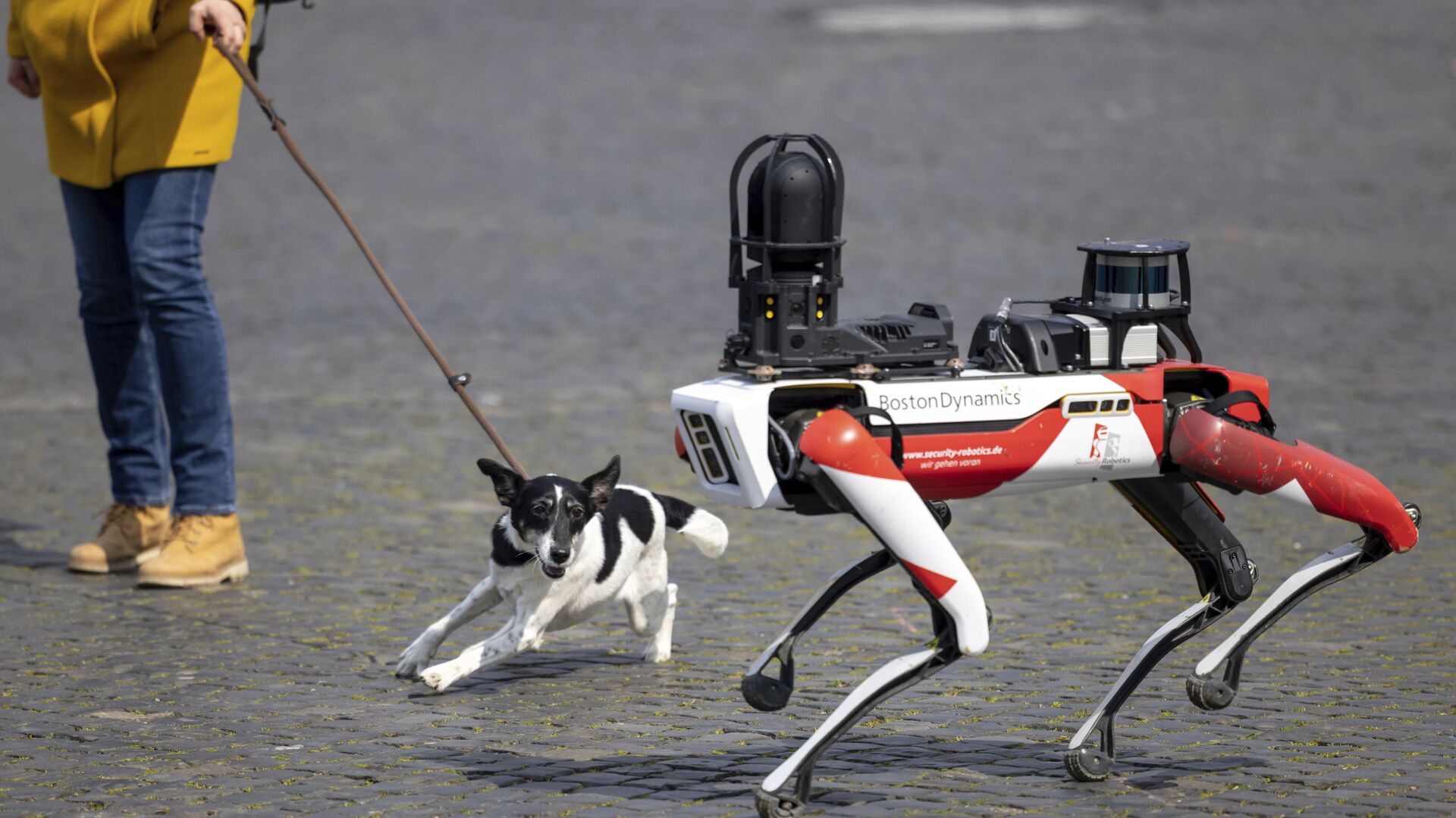 كلب ينبح لدى رؤية كلب آلي في ساحة كاثيدرال سكوير في إرفورت، ألمانيا 20 أبريل 2021 - سبوتنيك عربي, 1920, 16.01.2022