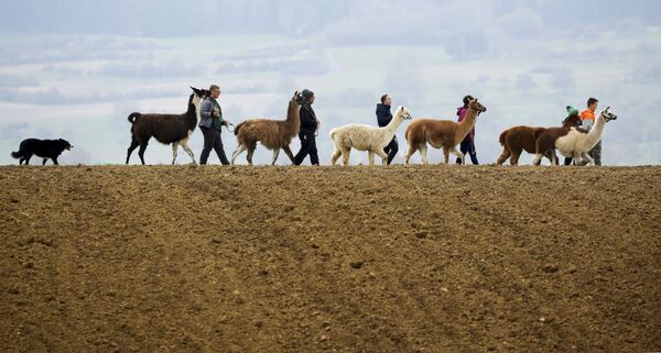 عائلة بلوتشينغ تسير برفقة حيوانات لاما وألباكا وكلب موغلي، في مراعي والدهاوسنن، ألمانيا 18 أبريل 2021 - سبوتنيك عربي