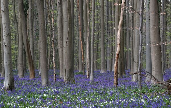 الغابة الزرقاء هالربوس في هول، بلجيكا، 20 أبريل 2021 - سبوتنيك عربي