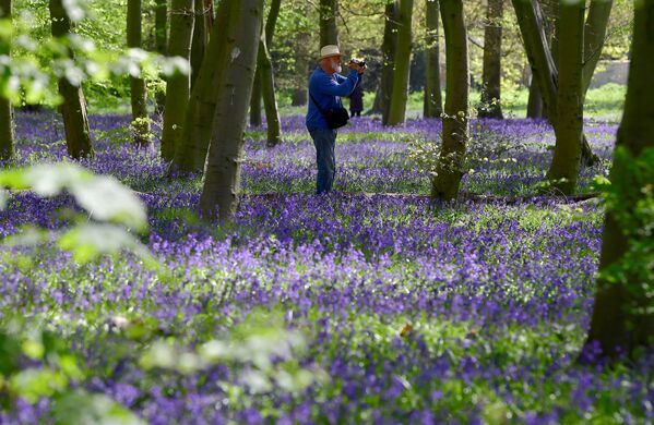 غابة تغطيها نبات صفير غير سكريبتا الذي يتميز بأزهار رزقاء اللون، في إيبينغ فورست في لندن، بريطانيا، 27 أبريل 2021 - سبوتنيك عربي