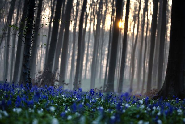 الغابة الزرقاء هالربوس في هول، بلجيكا، 20 أبريل 2021 - سبوتنيك عربي