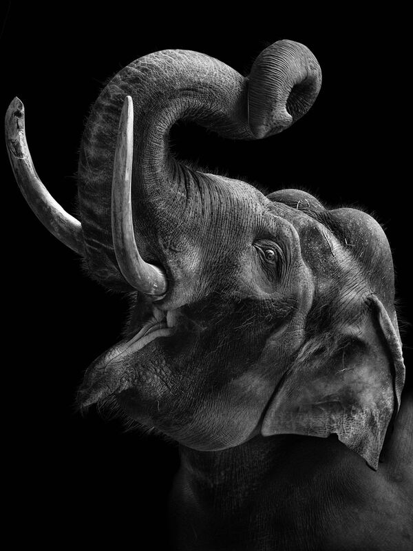 إحدى الأعمال المصورة للمصور الروسي ميخائيل كيراكوسيان، ضمن مشروع فني مصور بعنوان نحن نشبهكم، أبطالها حيوانات حديقة موسكو، أبريل 2021 - سبوتنيك عربي