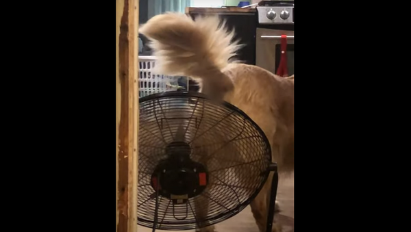 كلب يخفف معاناته بطريقة فريدة بعد تناول طعام حار... فيديو - سبوتنيك عربي