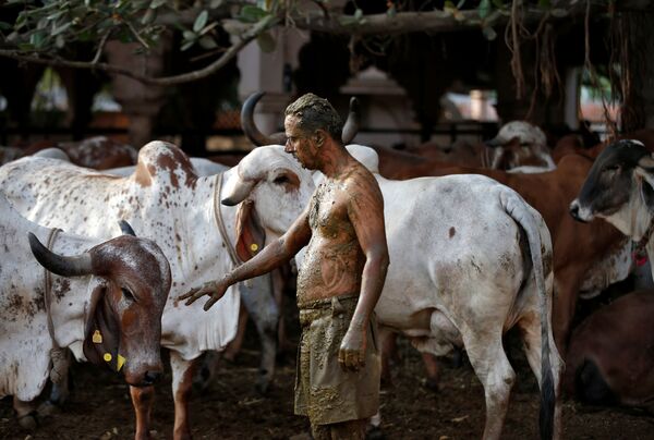 هنديون يلجأون إلى روث الأبقار كوسيلة للوقاية من المرض كوفيد-19 الذي يسببه فيروس كورونا، ضواحي أحمد آباد، الهند، 9 مايو 2021 - سبوتنيك عربي