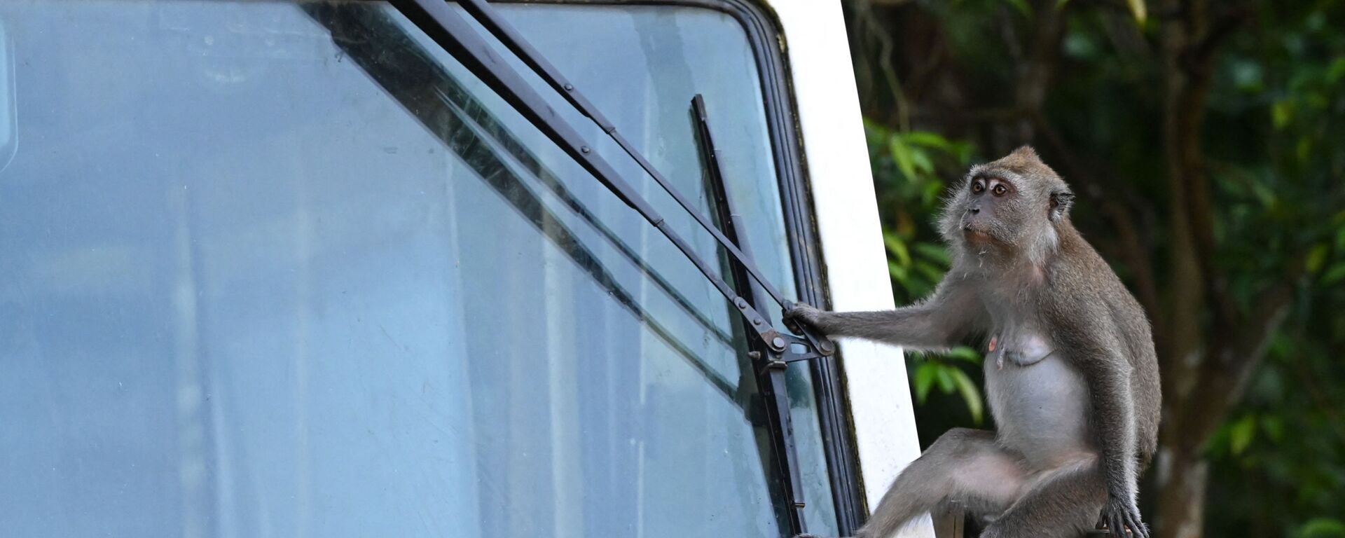 قرد بري يجلس على المرآة الجانبية للترام أثناء رحلة سفاري ليلية في سنغافورة 10 مايو 2021 - سبوتنيك عربي, 1920, 18.04.2024