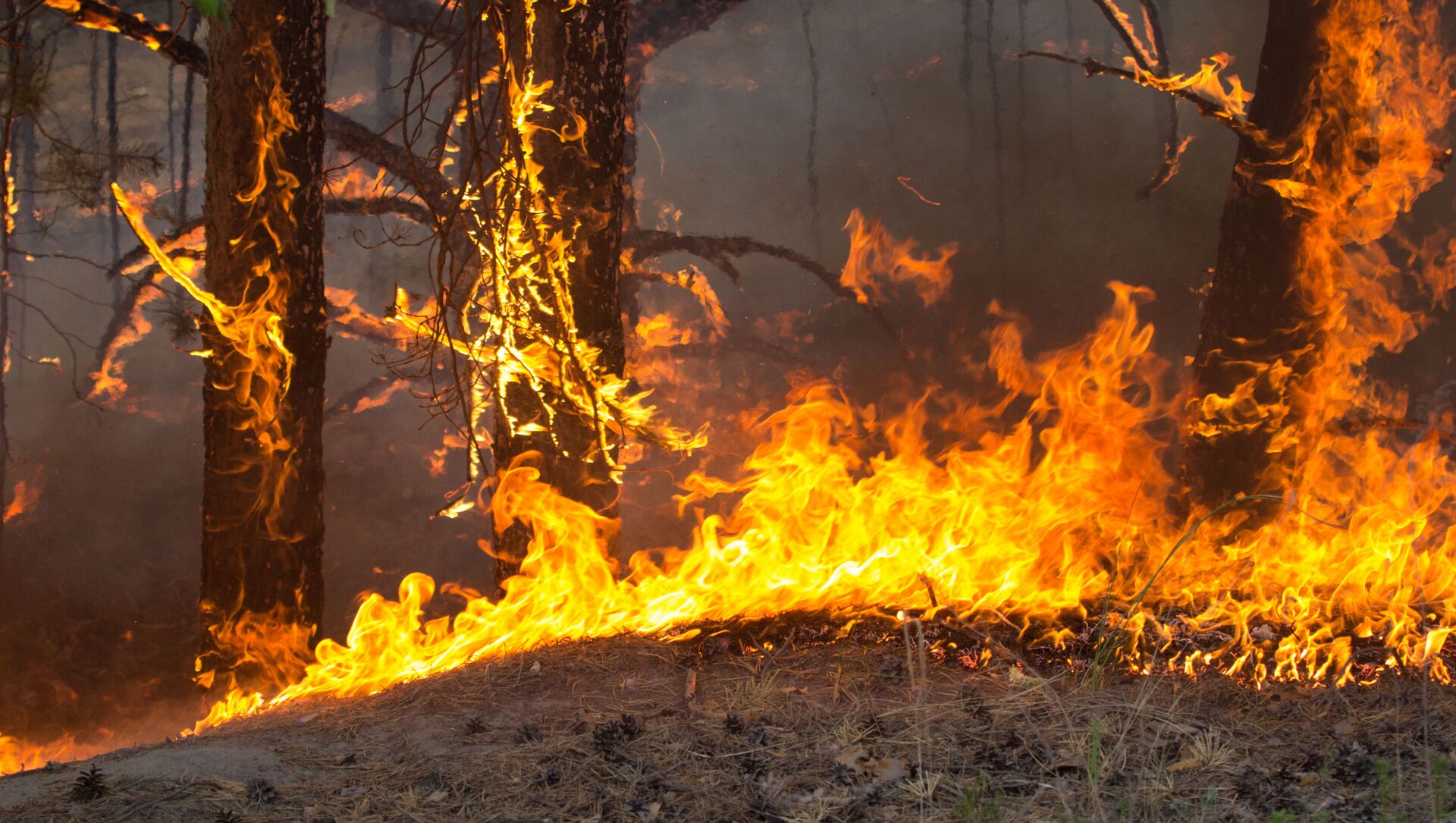 حرائق الغابات في منطقة تيومين، روسيا 15مايو 2021 - سبوتنيك عربي, 1920, 29.07.2021