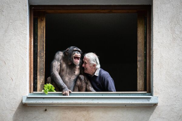 يضحك مالك حديقة الحيوانات بيير ثيفيلون بجوار شمبانزي في 17 مايو 2021 ، في حديقة الحيوان في سان مارتن لا بلين، قبل يومين من إعادة افتتاحها كجزء من أحدث خطوة فرنسا نحو إنهاء الموجة الثاثة من تفشي كوفيد-19. - سبوتنيك عربي