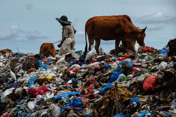 راع يأخذ أبقاره لترعى على القمامة التي تم جمعها بعد عطلة عيد الفطر، في مكب للقمامة ألو ليم في لهوكسوماوي، آتشيه 17 مايو 2021 - سبوتنيك عربي