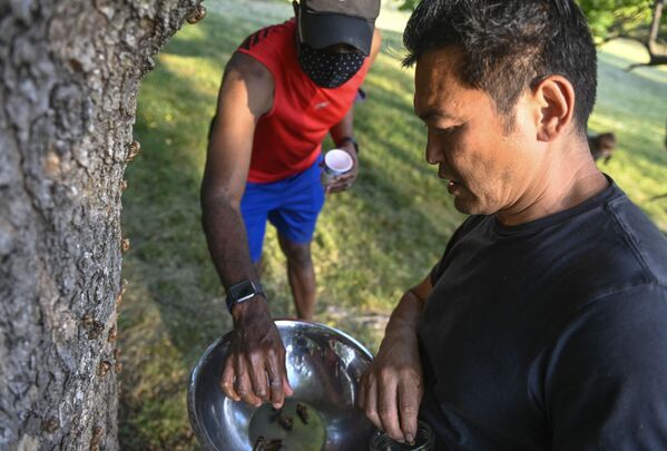 طاهي بون لاي (يمين) يجمع حشرات سيكادا لطهيها خلال مهرجان سيكادا في حديقة فورت توتين بارك في واشنطن، الولايات المتحدة الأمريكية، 23 مايو 2021 - سبوتنيك عربي