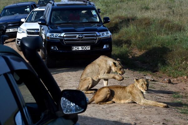لبؤتان تستريحان على جانب طريق في حديقة نيروبي الوطنية في نيروبي، 21 يونيو 2020 - سبوتنيك عربي