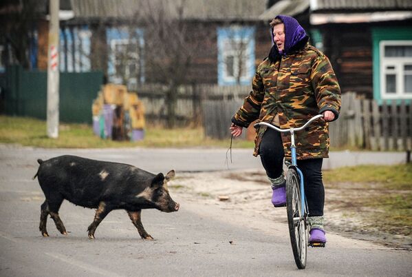 امرأة تركب دراجتها الهوائية وتتحدث إلى خنزير يعبر الطريق في قرية تونيج، بيلاروسيا 7 يناير 2018 - سبوتنيك عربي