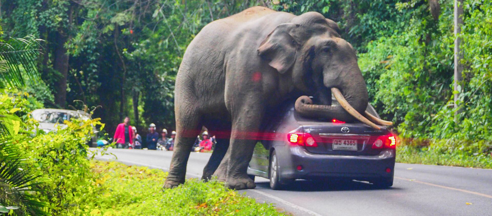 فيل بري يوقف سيارة على طريق في حديقة كخاو ياي الوطنية في مقاطعة ناخون راتشاسيما في تايلاند، 29 أكتوبر 2019. - سبوتنيك عربي, 1920, 27.05.2021