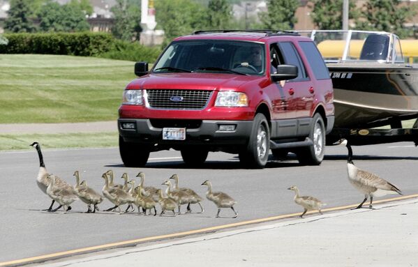 مجموعة من طيور الأوز الكندي تعبر الطريق في مدينة وودبوري، ولاية مينيسوتا الأمريكية، 1 يونيو 2006 - سبوتنيك عربي
