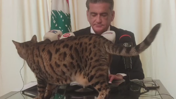 قطة تقتحم مؤتمرا صحافيا لنائب لبناني - سبوتنيك عربي