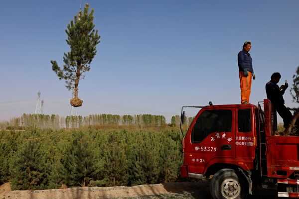 نقل شجرة في قرية في صحراء غوبي، محافظة غانسو، الصين، 16 أبريل 2021 - سبوتنيك عربي