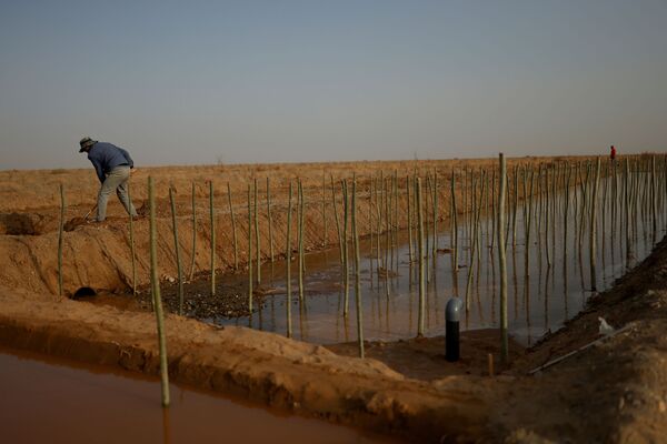 عامل يقطع الأرض بجوار قنوات الري في مزرعة الغابات الحكومية في يانغوان في ضواحي صحراء غوبي، مقاطعة غانسو، الصين 13 أبريل 2021 - سبوتنيك عربي