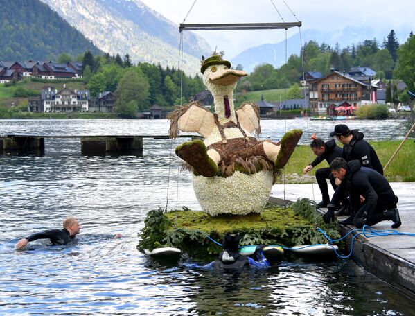 قارب يحمل شخصية حيوان مصنوع من أزهار النرجس الأبيض، استعدادا للعرض خلال مهرجان النرجس البري الحادي والستين في غروندلسي، منطقة أوسيرلاند، النمسا في 30 مايو 2021 - سبوتنيك عربي