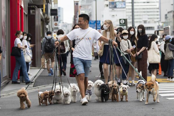 الشاب الياباني نوبواكي موريبي، hgمحترف في اخراج الكلاب في نزهة، حيواناته الأليفة عبر تقاطع طرق في طوكيو، اليابان 28 مايو 2021 - سبوتنيك عربي