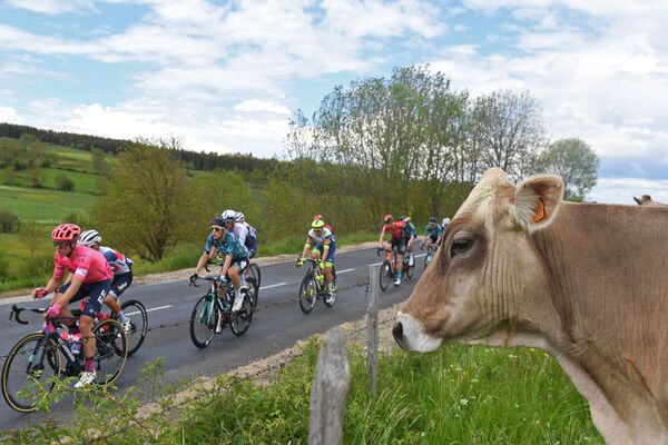 راكبو الدراجات بجوار بقرة خلال المرحلة الثانية من النسخة الثالثة والسبعين من سباق دوفين للدراجات، في فرنسا 31 مايو 2021 - سبوتنيك عربي