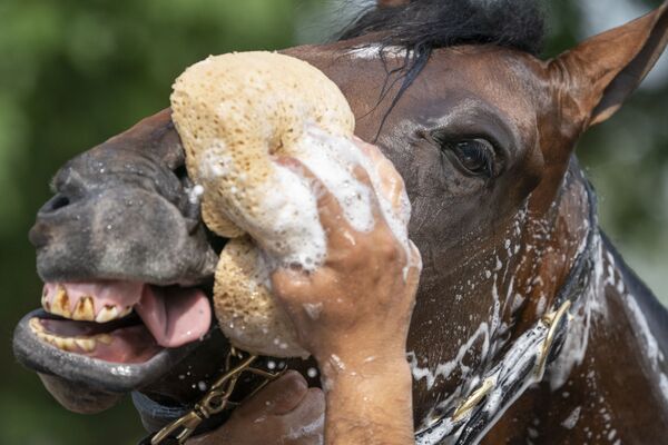 متسابق بيلمونت ستيكس في نادي رومباور، يغسل حصانه بعد خوض جولة تدريبية قبل السباق رقم 153 من سباق الخيول بلمونت ستيكس، في بلمونت بارك في إلمونت، نيويورك، الولايات المتحدة 2 يونيو 2021 - سبوتنيك عربي