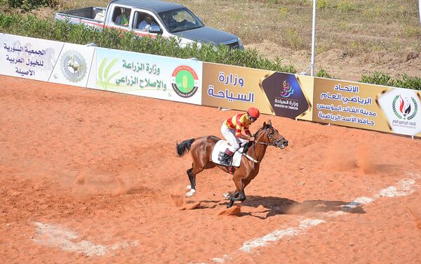 الخيول العربية الأصيلة في سوريا في اللاذقية - سبوتنيك عربي