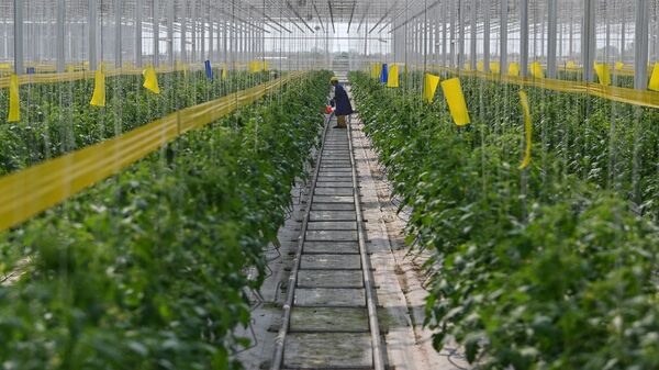الصين تتوسع في استخدام الصوبات الزجاجية في الزراعة للتغلب على نقص إمدادات الغذاء وقت الأزمات - سبوتنيك عربي